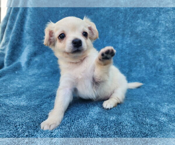 Medium Photo #10 Chihuahua-Unknown Mix Puppy For Sale in San Francisco, CA, USA