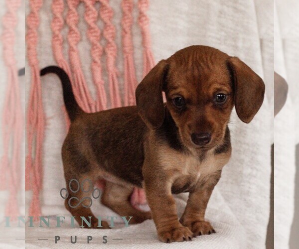Medium Photo #2 Dachshund Puppy For Sale in EAST EARL, PA, USA