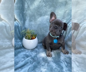 French Bulldog Puppy for sale in VIRGINIA BEACH, VA, USA