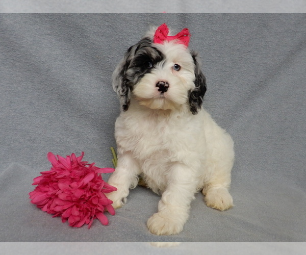 Medium Photo #1 Cockapoo (Miniature) Puppy For Sale in WOOSTER, OH, USA