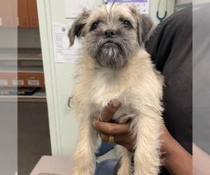 Mutt Dogs for adoption in Santa Cruz, CA, USA