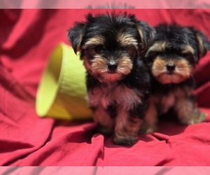 Yorkshire Terrier Puppy for sale in CORNERSVILLE, TN, USA