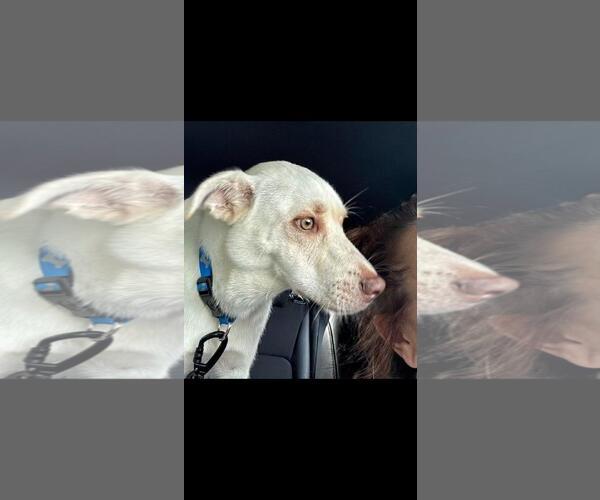 Medium Photo #1 Labsky Puppy For Sale in Oakhurst, NJ, USA