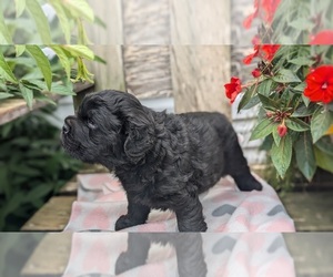 Cocker-Pei Puppy for sale in GOSHEN, IN, USA