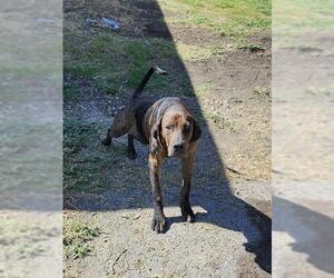 Great Dane-Unknown Mix Dogs for adoption in San Antonio, TX, USA
