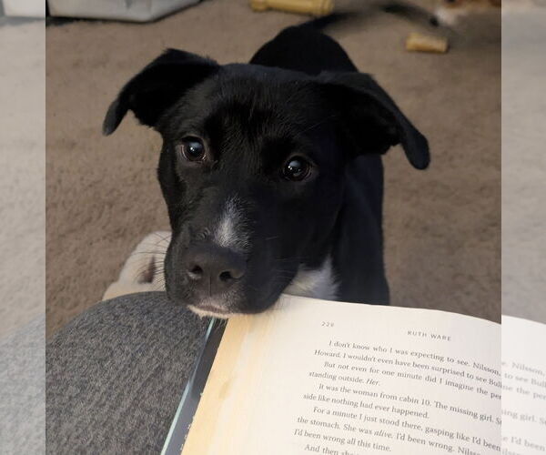 Medium Photo #2 Mutt Puppy For Sale in Thomasville, NC, USA