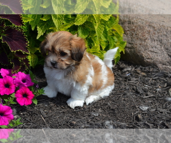 Medium Photo #3 Mal-Shi Puppy For Sale in GREENWOOD, WI, USA
