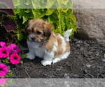 Small #2 Mal-Shi