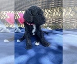 Small Photo #2 Double Doodle Puppy For Sale in FRIENDSWOOD, TX, USA