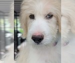 Small Photo #2 Pyredoodle Puppy For Sale in Croydon, NH, USA