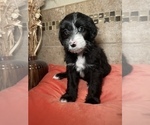 Small Photo #7 Aussiedoodle Puppy For Sale in SPRINGDALE, AR, USA