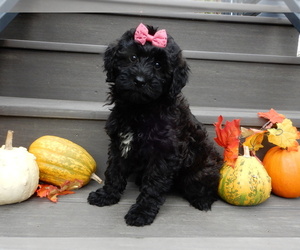 Goldendoodle (Miniature) Puppy for sale in MILLERSBURG, OH, USA