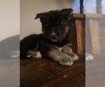 Small Photo #5 Siberian Husky Puppy For Sale in APOPKA, FL, USA