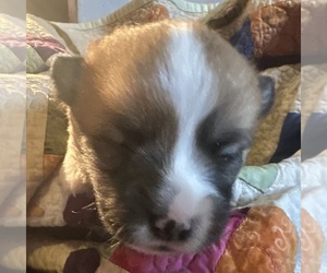 Pembroke Welsh Corgi Puppy for sale in JACKSON, NJ, USA