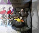 Small #2 Great Dane Mix
