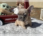 Small Photo #2 French Bulldog Puppy For Sale in VICTORVILLE, CA, USA
