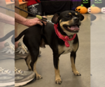 Rufus Lee - Male Australian Kelpie-French Bulldog Mix Dog for Adoption - Small photo