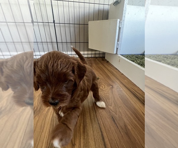 Medium Photo #6 Goldendoodle (Miniature) Puppy For Sale in NEPHI, UT, USA