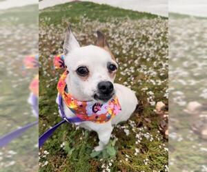 Chihuahua Dogs for adoption in San Martin, CA, USA