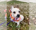 Small Chihuahua
