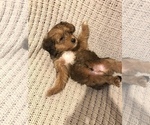 Small Photo #3 Bernedoodle-Miniature Bernedoodle Mix Puppy For Sale in CHESILHURST, NJ, USA