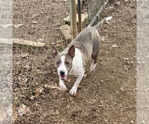Mutt Dogs for adoption in Sparta, TN, USA