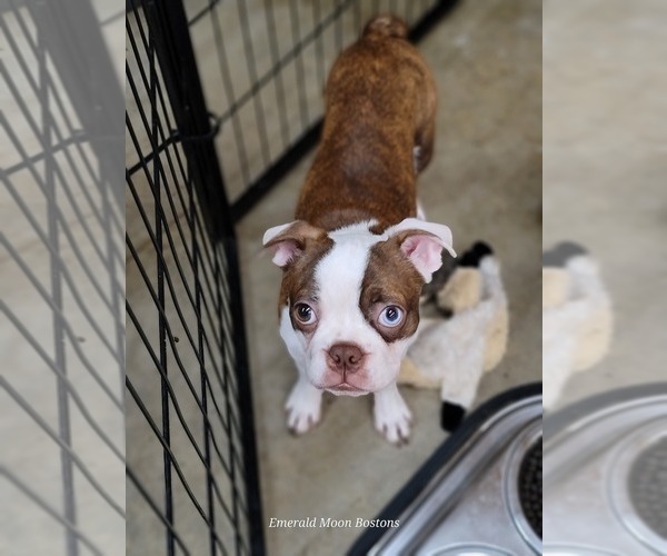 Medium Photo #10 Boston Terrier Puppy For Sale in ORANGE, TX, USA