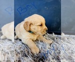 Small Photo #17 Golden Retriever Puppy For Sale in OROVILLE, CA, USA