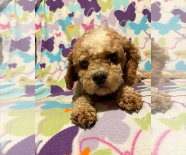 Medium Photo #2 Cavapoo (Miniature) Puppy For Sale in Mukwonago, WI, USA