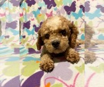 Small #1 Cavapoo (Miniature)