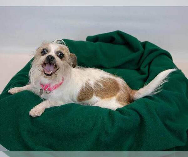 Medium Photo #2 Mutt Puppy For Sale in Kennesaw, GA, USA