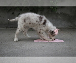 Small #7 Australian Shepherd