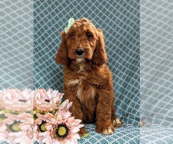 Medium Photo #4 Irish Setter-Poodle (Miniature) Mix Puppy For Sale in BIRD IN HAND, PA, USA