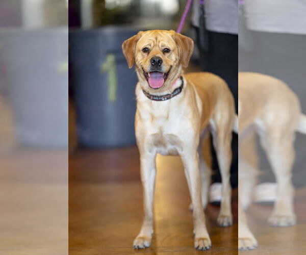 Medium Photo #6 Labrador Retriever-Unknown Mix Puppy For Sale in Garner, NC, USA