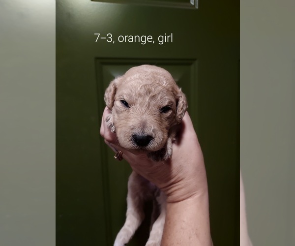 Medium Photo #38 Bordoodle Puppy For Sale in COPPERAS COVE, TX, USA