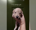 Small Photo #38 Bordoodle Puppy For Sale in COPPERAS COVE, TX, USA