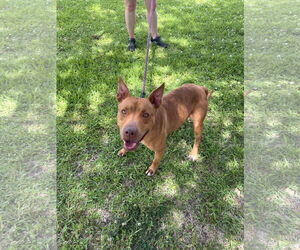 Medium American Pit Bull Terrier Mix