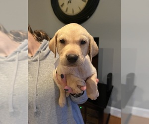Labrador Retriever Dog for Adoption in GREENVILLE, North Carolina USA