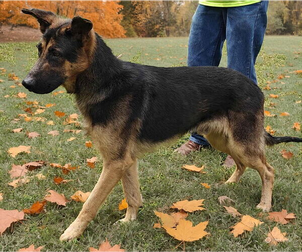 Medium Photo #5 German Shepherd Dog Puppy For Sale in Talladega, AL, USA