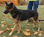 Small #4 German Shepherd Dog
