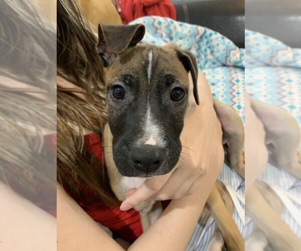 Medium Photo #1 Black Mouth Cur-Rhodesian Ridgeback Mix Puppy For Sale in MIDWAY, UT, USA