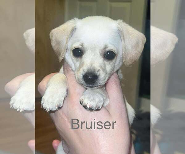 Medium Photo #1 Wapoo Puppy For Sale in Mount Pleasant, SC, USA