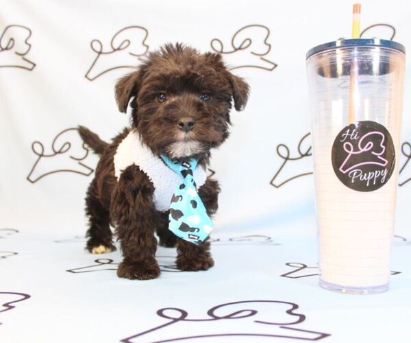 Medium Photo #20 Morkie Puppy For Sale in LAS VEGAS, NV, USA