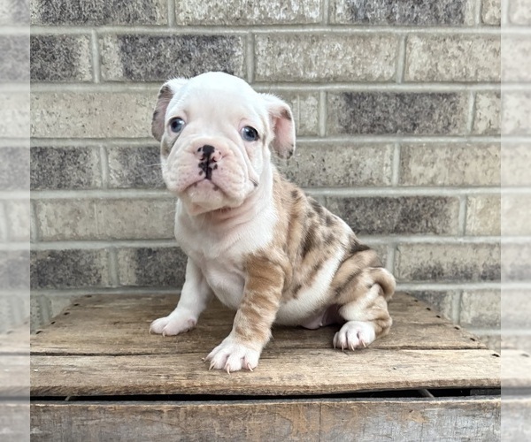 Medium Photo #1 French Bulldog Puppy For Sale in MIDDLEBURY, IN, USA