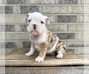 French Bulldog Puppy for sale in MIDDLEBURY, IN, USA