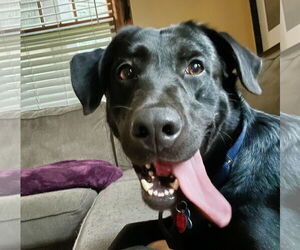 Labrador Retriever-Unknown Mix Dogs for adoption in Minneapolis, MN, USA