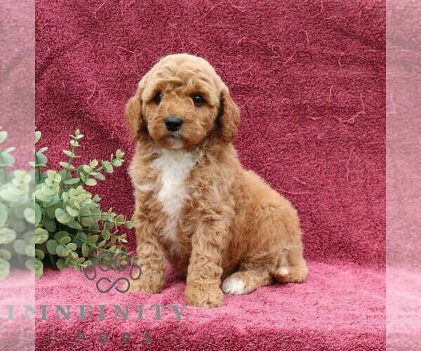 Medium Photo #4 Goldendoodle (Miniature) Puppy For Sale in EPHRATA, PA, USA