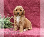 Small #3 Goldendoodle (Miniature)