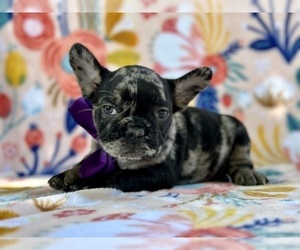 French Bulldog Puppy for sale in LANCASTER, PA, USA