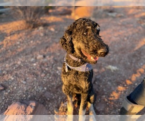 Father of the Bernedoodle puppies born on 12/01/2025